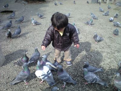 hato1.jpg