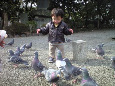 hato2.jpg